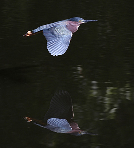 Heron reflecting on itself